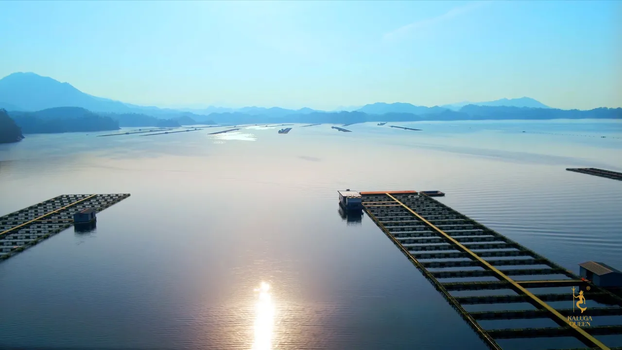 KALUGA QUEEN　千鳥湖