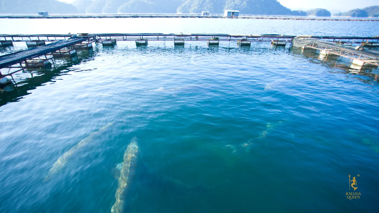 千島湖　KALUGA QUEEN